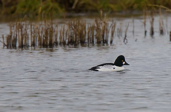 Goldeneye