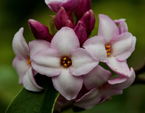 Daphne bholua 'Jacqueline Postill'