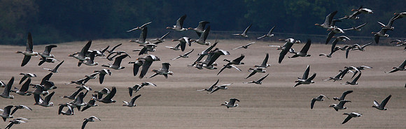 Common Crane