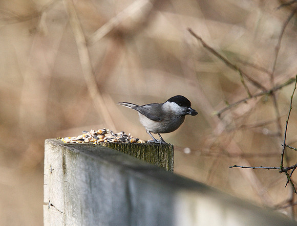 Marsh Tit