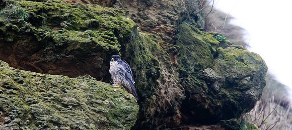 Peregrine