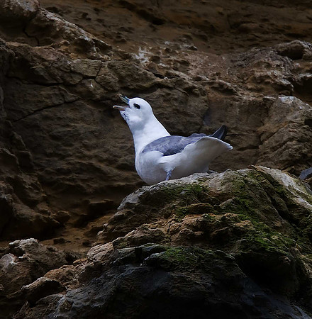 Fulmar