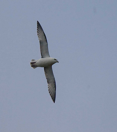Fulmar