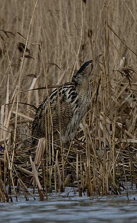 Bittern