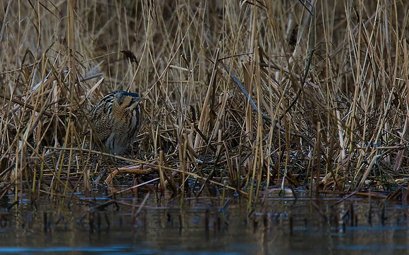 Bittern