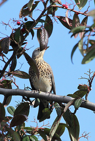 Fieldfare