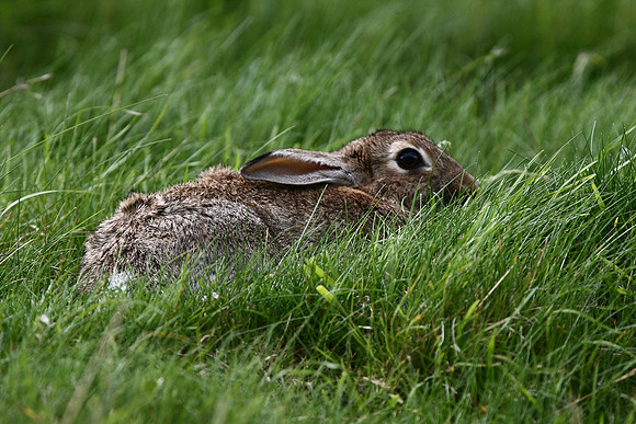 Rabbit