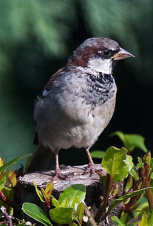 House Sparrow