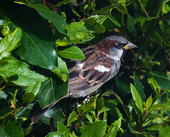 House Sparrow