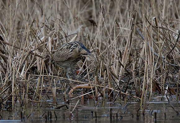 Bittern