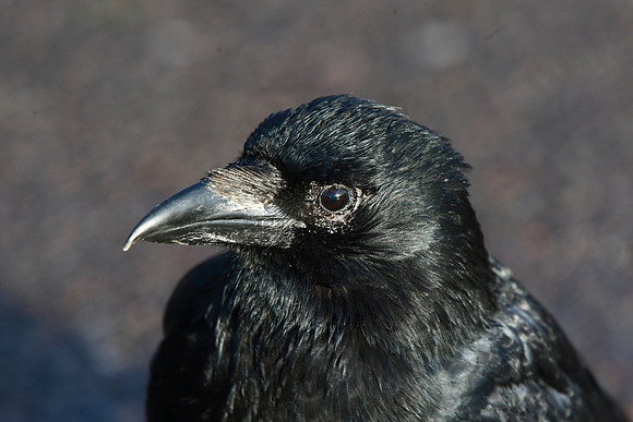 Crow