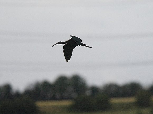 Glossy Ibis