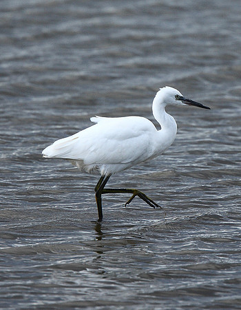 Little Egret