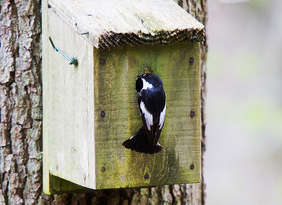 Pied Flycatcher