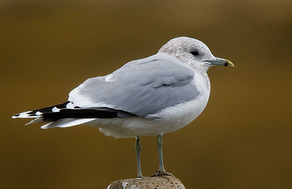 Common Gull