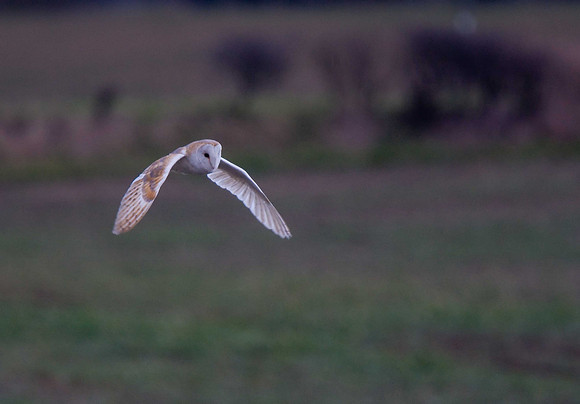Barn Owl