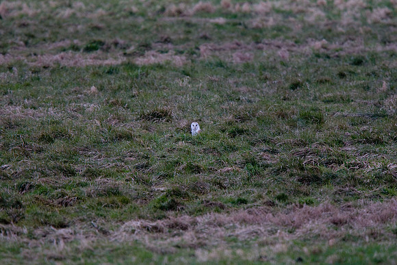 Barn Owl