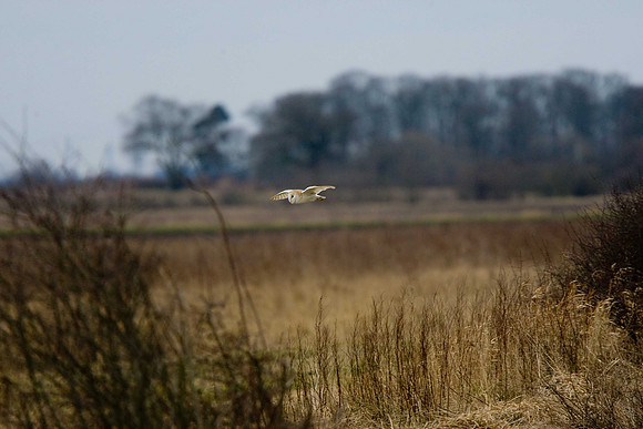 Barn Owl