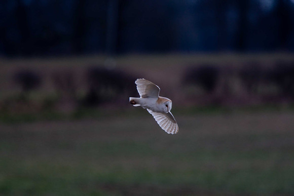 Barn Owl