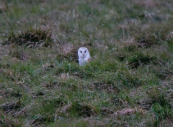 Barn Owl