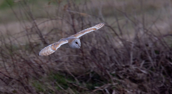 Barn Owl