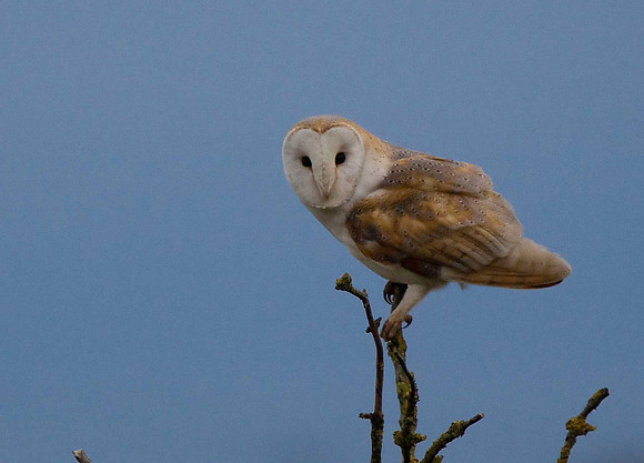 Barn Owl