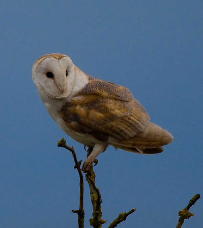 Barn Owl
