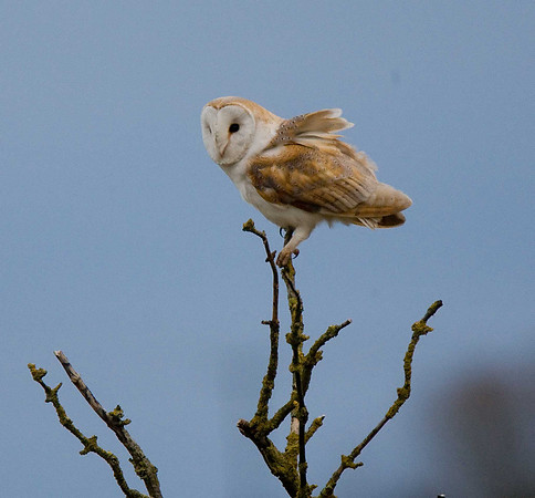 Barn Owl