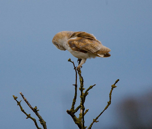 Barn Owl