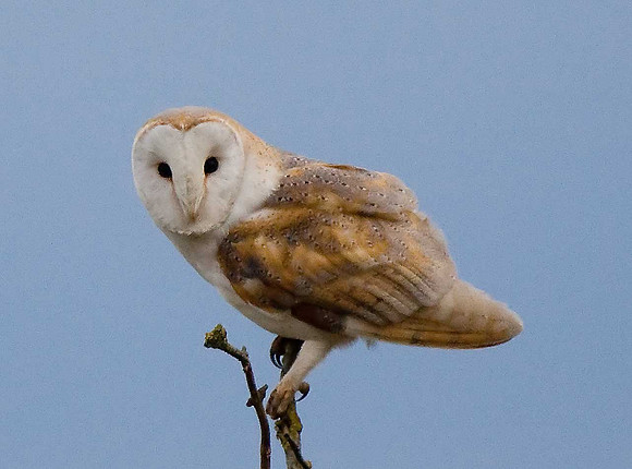 Barn Owl