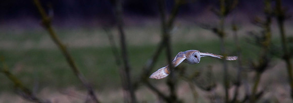 Barn Owl