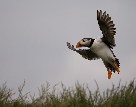 Puffin