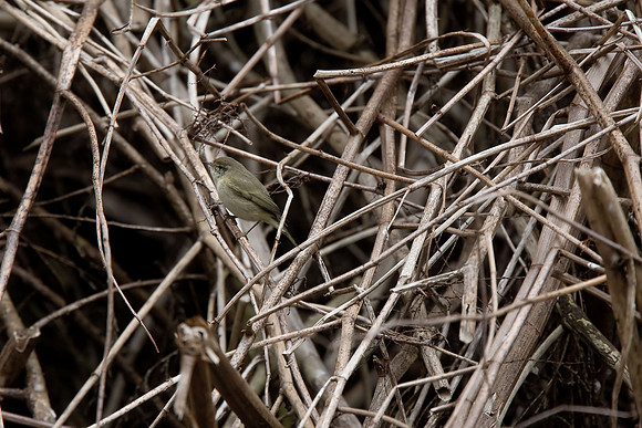 Chiffchaff