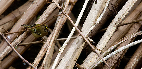 Goldcrest