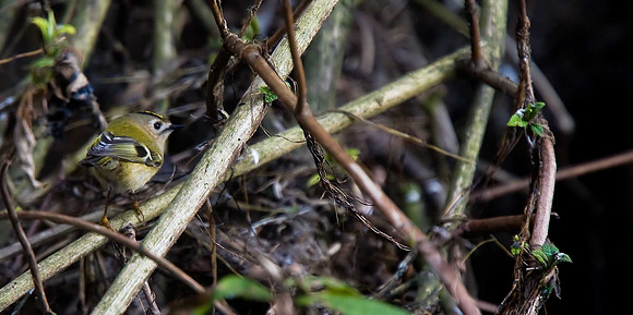 Goldcrest