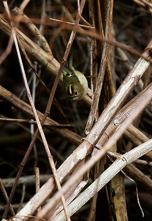 Goldcrest
