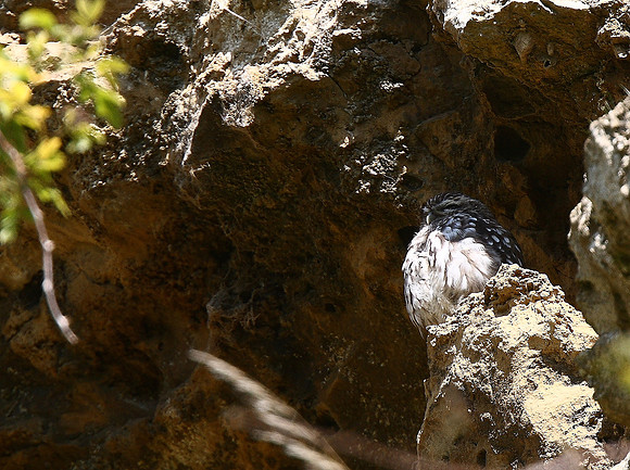 Little Owl