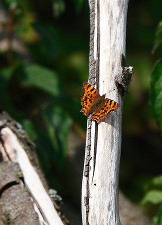 Comma