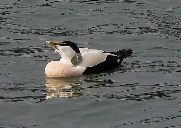 Eider