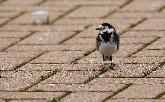 Pied Wagtail