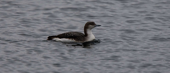 Black-throated Diver
