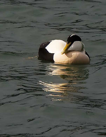 Eider