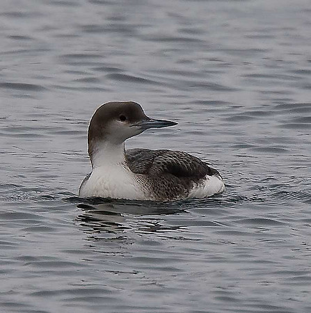 Black-throated Diver