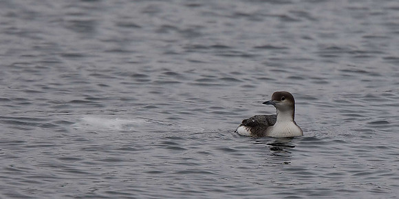 Black-throated Diver