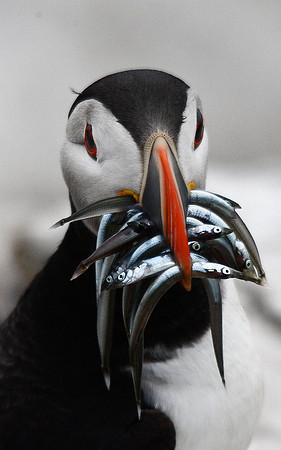Puffin