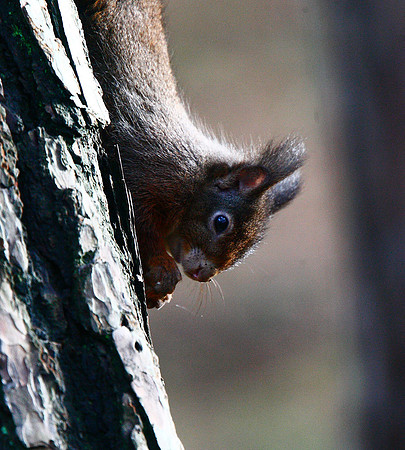 Red Squirrel