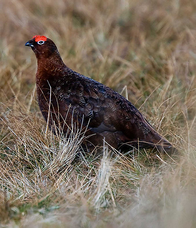 Red Grouse