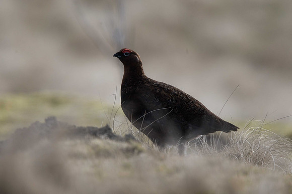 Red Grouse
