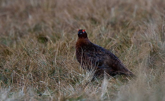 Red Grouse