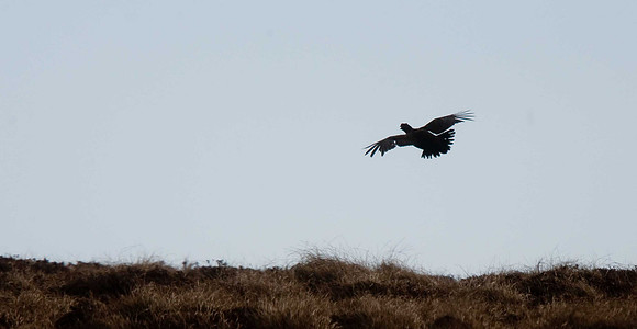 Red Grouse